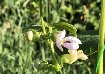 Il Fagiolo giallo di Carisolo